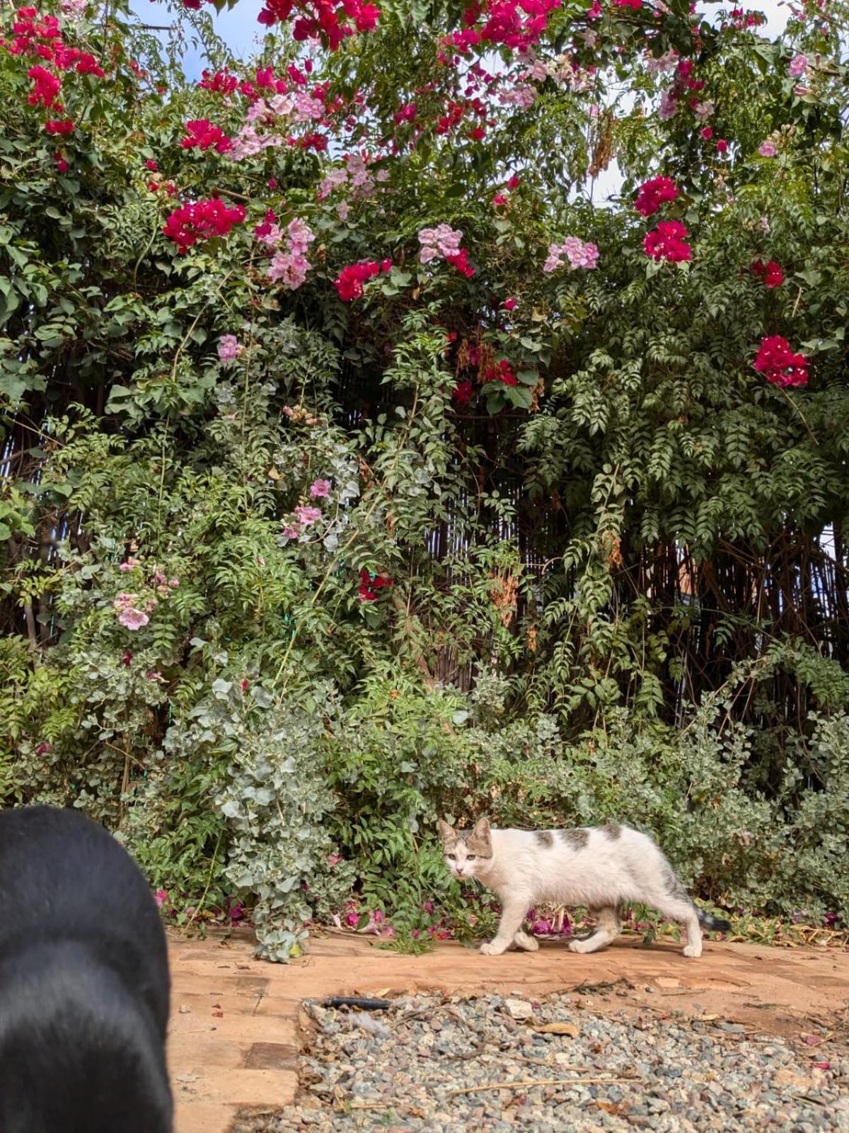 Vila Dar Saafia Marakéš Exteriér fotografie